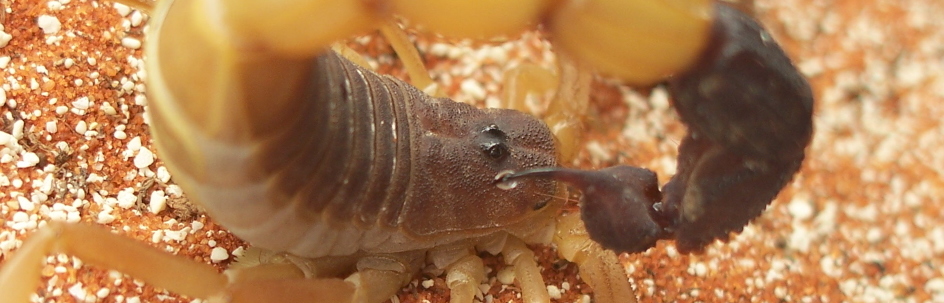 Parabuthus liosoma