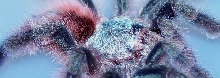 0.0.1 Avicularia versicolor
