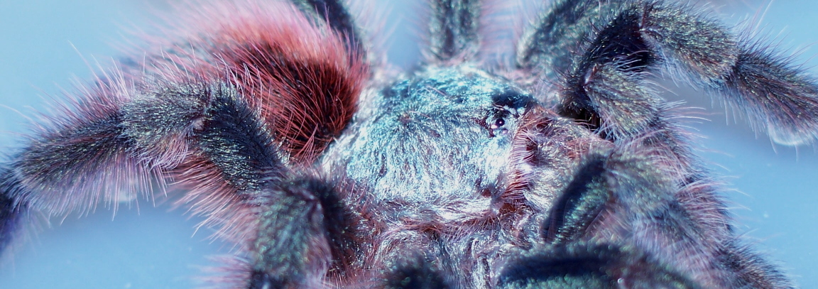 0.0.1 Avicularia versicolor