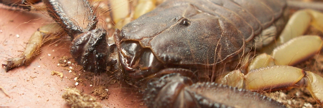 Hadogenes troglodytes
