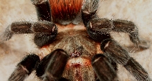 B. vagans
