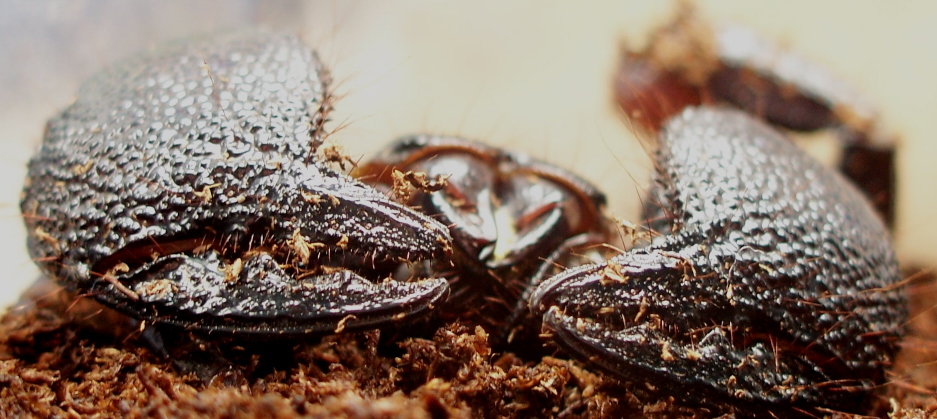 Pandinus imperator
