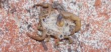 Mesobuthus martensii