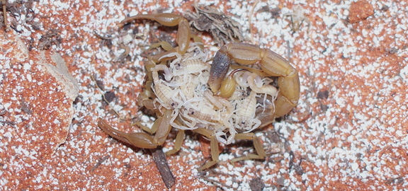 Mesobuthus martensii