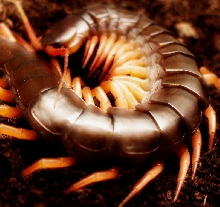 S. subspinipes de haani  "Vietnam/orange leg" 0.0.1