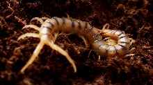 Scolopendra polymorpha 0.0.1