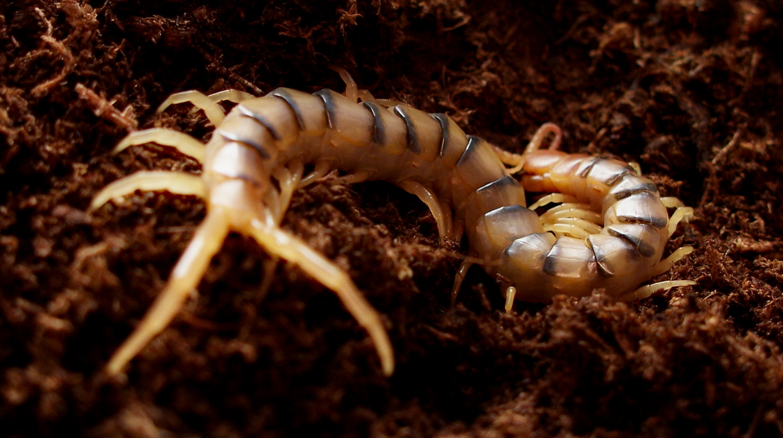 Scolopendra polymorpha 0.0.1