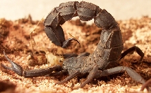 0.1 Androctonus mauritanicus