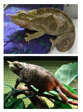 Female Werner