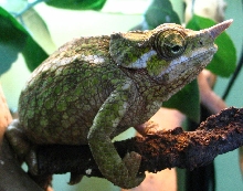 WC  Werneri female