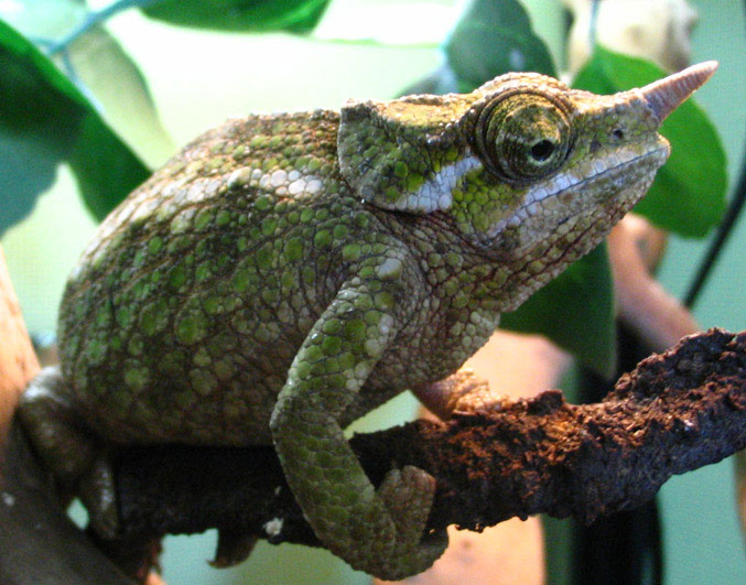 WC  Werneri female