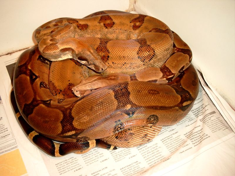 poss. superhypo & superpastell