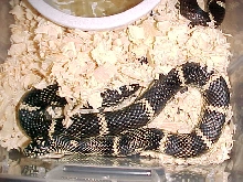 outerbanks kingsnake