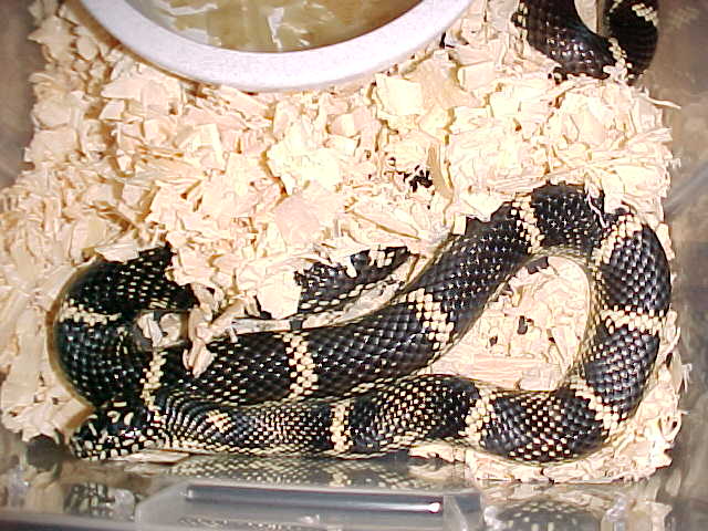 outerbanks kingsnake