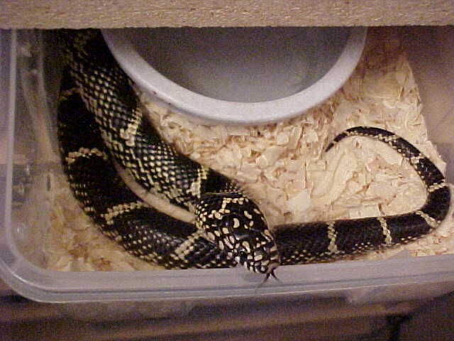 outerbanks king female