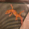 morph climbing