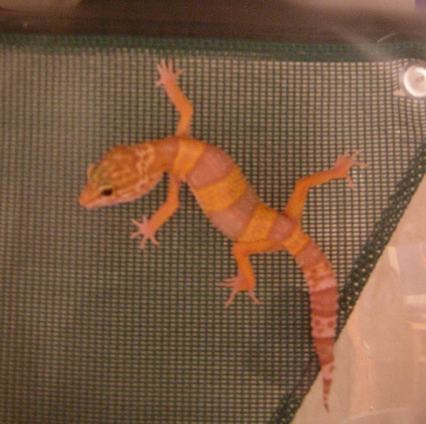 morph climbing