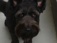 poppy
