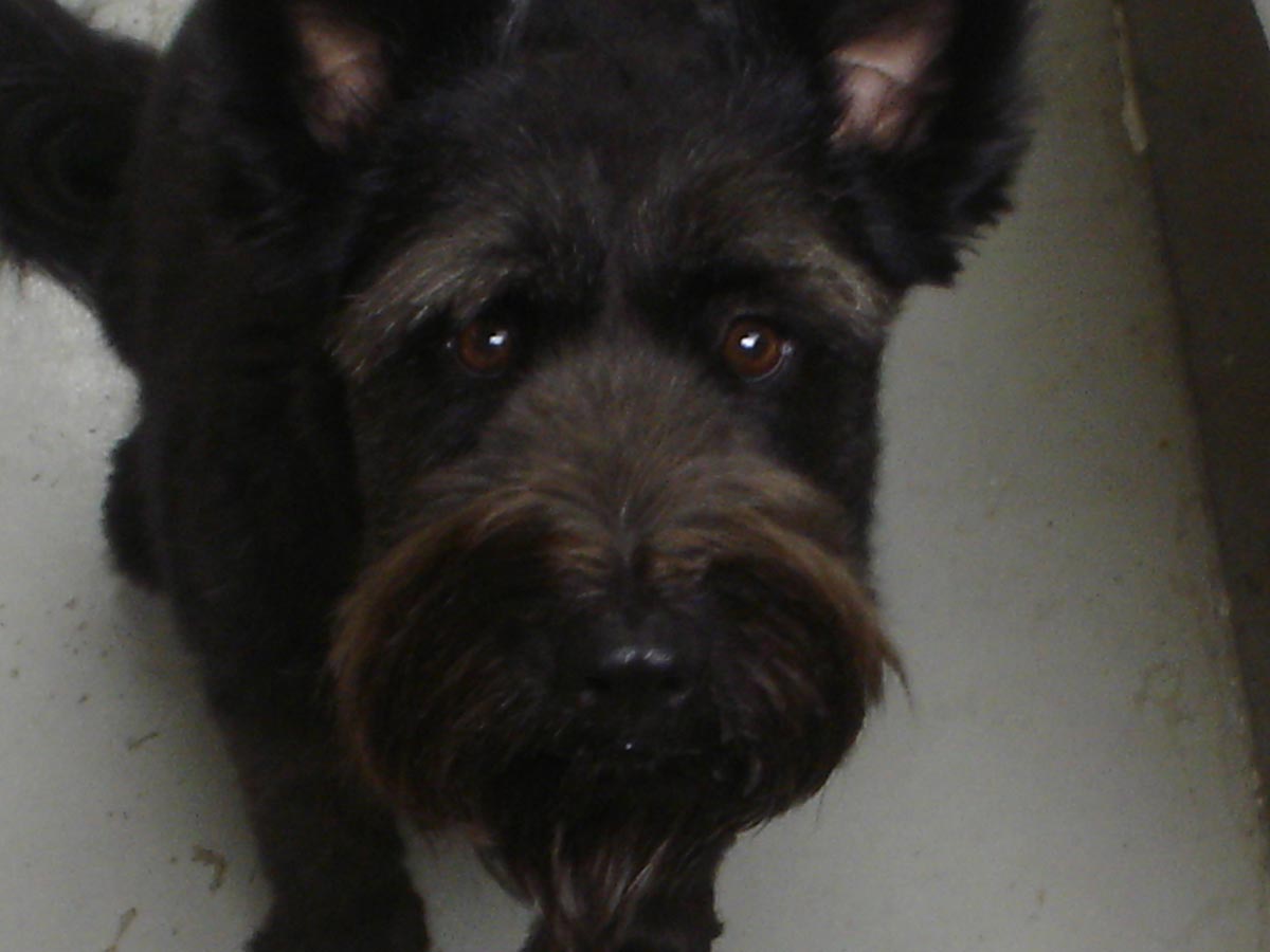 poppy