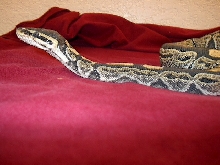 img b4 shed