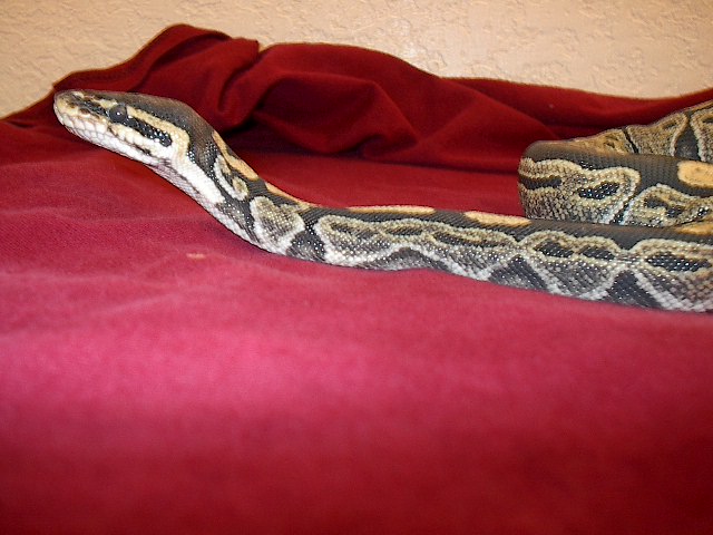 img b4 shed