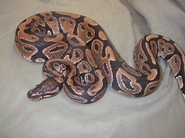 another new boy