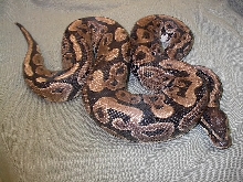 another new boy