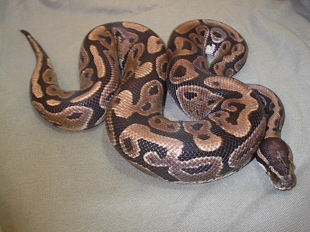 another new boy