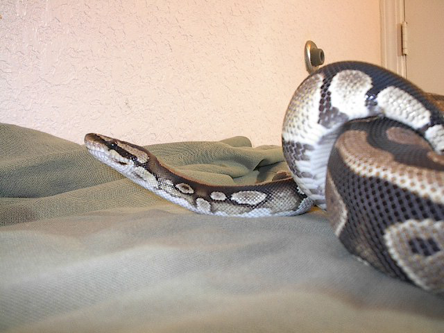 new snake