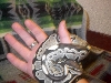 Logan IMG Ball Python!!!!