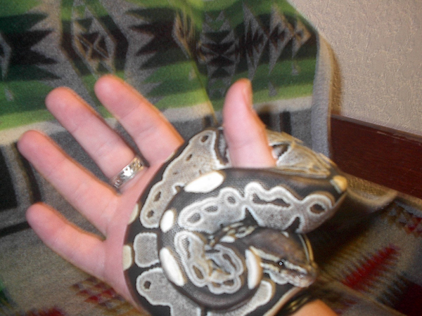 Logan IMG Ball Python!!!!