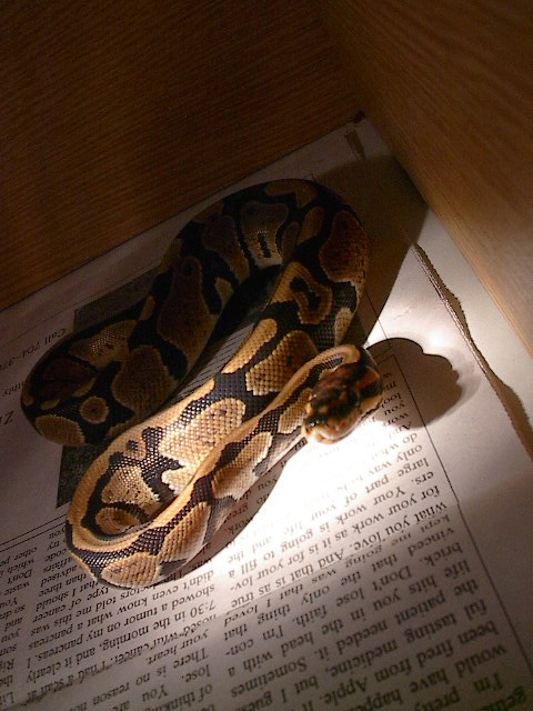 ball pythons