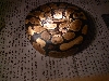 ball pythons