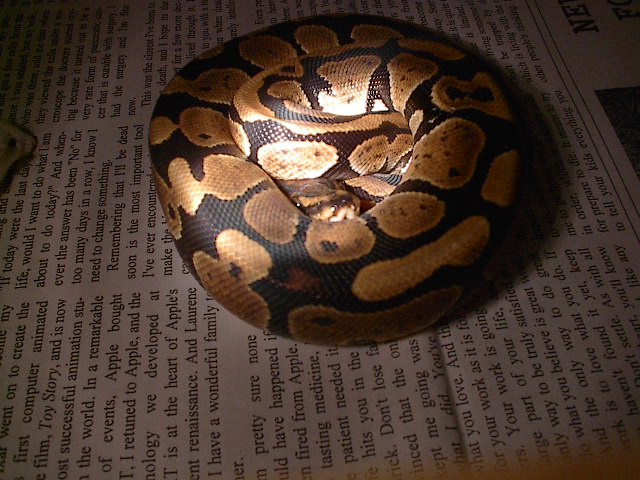 ball pythons