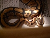 ball pythons