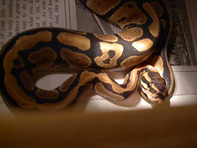 ball pythons