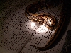 ball pythons