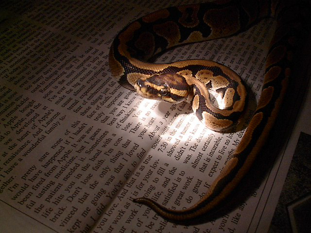 ball pythons