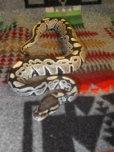 another of loagn
