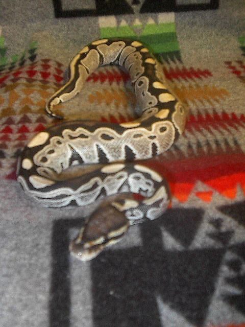 another of loagn