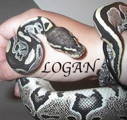 logan
