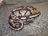 new guy