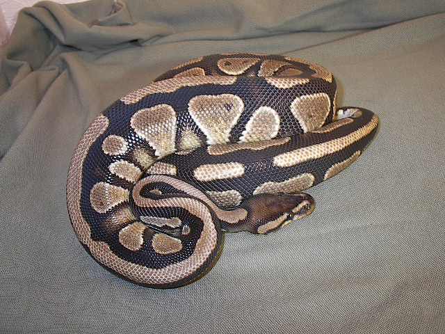new guy