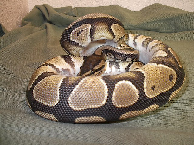 new guy