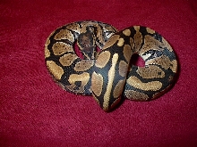 head shot