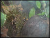 Mantella Bernhardi