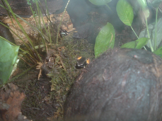 Mantella Bernhardi