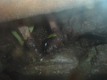 M. Laevigata