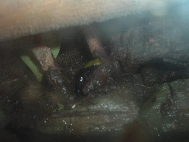 M. Laevigata