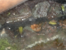 M. Laevigata 2
